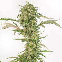 Dinafem - Auto OG Kush CBD 3 fem