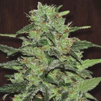 Ace Seeds - malawi - 3 Fem