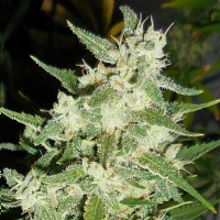 Ace Seeds - Nepalese Jam - Fem 3