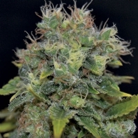 CBD Seeds - Auto Yumbolt - 3 Auto