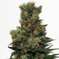 Ripper Seeds - Ripper Badazz - 1 Fem