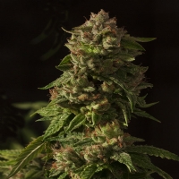 Devil's Harvest Seeds - Fallen Angel - 3 Fem
