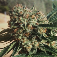 Humboldt Seed Organization - Sapphire OG - 3 Fem