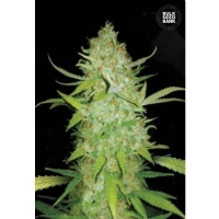 Auto AK - Bulk Seeds Bank - 5