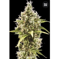 Auto AMNESIA PLATINUM - Bulk Seeds Bank - 5