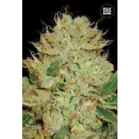 Auto BIGGER BUD - Bulk Seeds Bank - 5