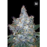 Auto BLUEBERRY BERRY - Bulk Seeds Bank - 5