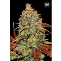 Auto BUBBLEGUM EXTRA - Bulk Seeds Bank - 5