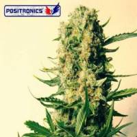Positronics Auto Critical#47 Express 5