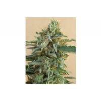  Ace Seeds - tikal - femm 3