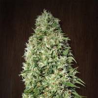 Ace Seeds - orient express - femm 3