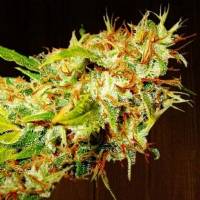Ace Seeds - zamaldelica - femm 3