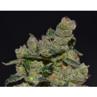 CBD Seeds - diesel - femm 3