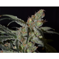CBD Seeds - shark - femm 3