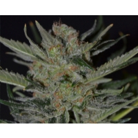 CBD Seeds - domina - femm 3