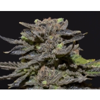 CBD Seeds - magma - femm 3