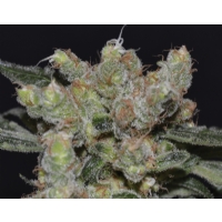 CBD Seeds - Zen - femm 3