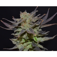 CBD Seeds - Auto Lavender - 3 Auto