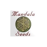 Mandala Seeds - California Dream 3 - fem