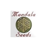 Mandala Seeds - Fruitylicious 3 - fem