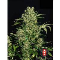Serious Seeds - Chronic - 6 fem