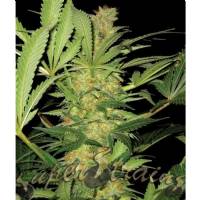 Super Strains - El Cucaracha - 3 fem