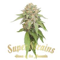 Super Strains - Enemy of the state - 3 fem