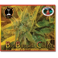 Big Buddha Seeds - Big Buddha Cheese - 5 fem