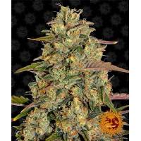 Barney's Farm - Amnesia Lemon - 3 Fem