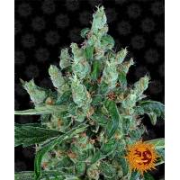 Barney's Farm - Laughing Buddha - 5 Fem