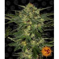 Barney's Farm - LSD - 10 Fem