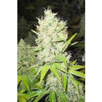 Medical Seeds - Jack La Mota - 10 Fem
