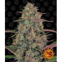 Barney's Farm - Pineapple Chunk - 5 Fem