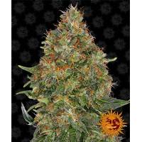 Barney's Farm - Auto Pineapple Express - 1 Auto