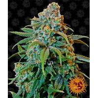 Barney's Farm - Liberty Haze - 1 Fem