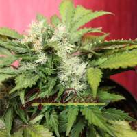 Joint Doctor Auto Betty Boo 10