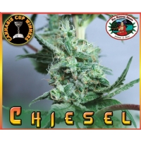 Big Buddha Seeds - Chiesel 5 fem