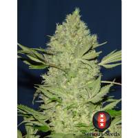 Serious Seeds - Chronic - 11 REGULAR