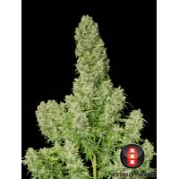 Serious Seeds - White Russian - 11 REGULAR