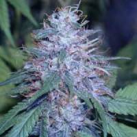 DNA Genetics - c13  haze - regular 13