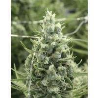 Devil's Harvest Seeds - Dazy Jones - 10 Semi  Regolare