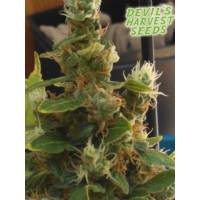 Devil's Harvest Seeds - Devil's Dawg - 10 regular