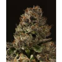 Strawberry Sour Diesel - Devil's Harvest Seeds - 10 Semi Regolari
