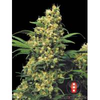 Serious Seeds - Warlock - 11 REGULAR