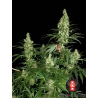Serious Seeds - Kali Mist - 11 REGULAR