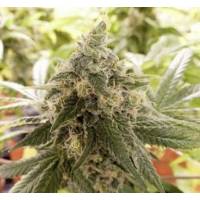 Chimera Seeds - C4 - 10 Regolare