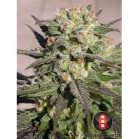 Serious Seeds - Warlock - 6 fem