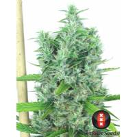 Serious Seeds - Kali Mist - 6 fem