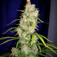 Destroyer - Cannabiogen - Regolare - 10 Semi 