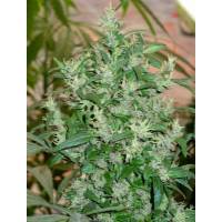 Colombia Mangobiche - Cannabiogen - Regolare - 10 Semi